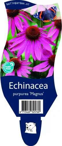 Echinacea purp. 'Magnus' - afbeelding 3