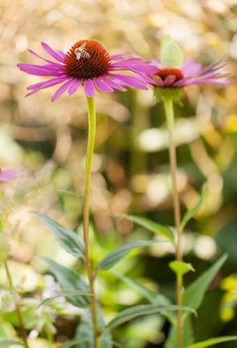 Echinacea purpurea - afbeelding 2