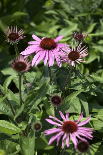 Echinacea purpurea - afbeelding 2