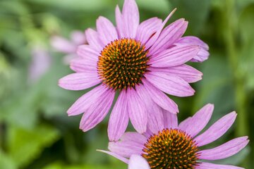 Echinacea purpurea - afbeelding 1