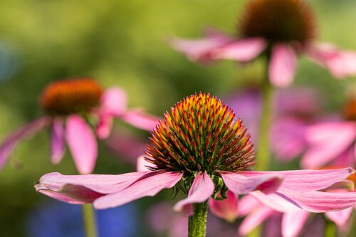 Echinacea purpurea - afbeelding 3