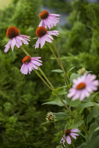 Echinacea Purpurea