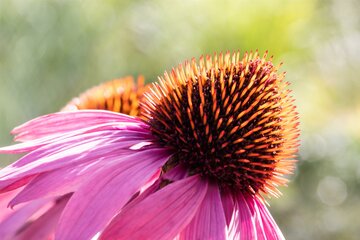 Echinacea Purpurea