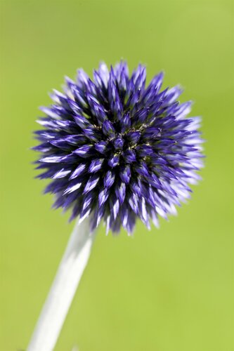 Echinops ritro 'Veitch's Blue' - afbeelding 2