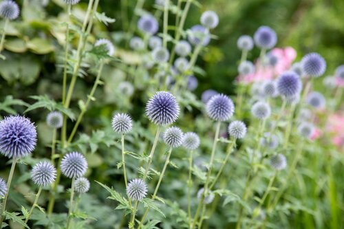 Echinops ritro 'Veitch's Blue' - afbeelding 1