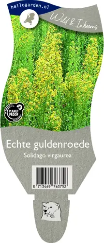 Echte guldenroede