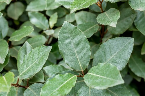 Elaeagnus ebbingei Leivorm 8-10