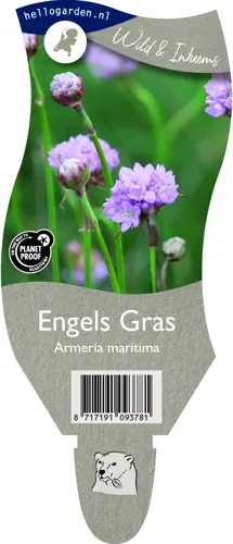 Engels Gras