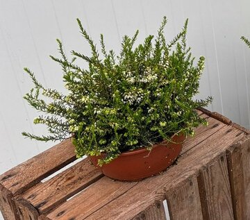 Erica darleyensis Mix