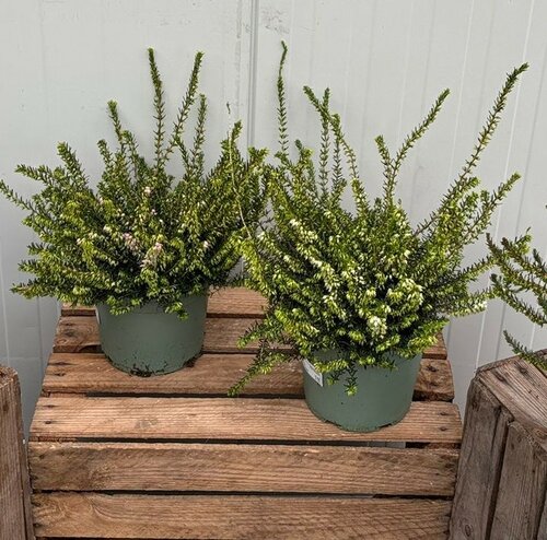 Erica Darleyensis Mix