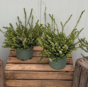 Erica Darleyensis Mix