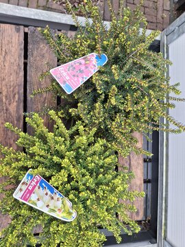 Erica Darleyensis - Winterheide - afbeelding 2