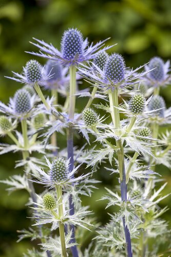 Eryngium 'Big Blue - afbeelding 2