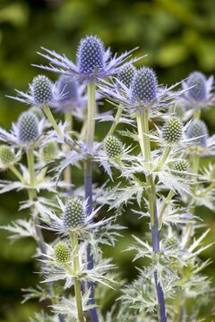 Eryngium 'Big Blue - afbeelding 2