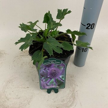 Eryngium 'Big Blue - afbeelding 1