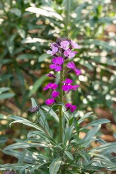 Erysimum Bowles Mauve - afbeelding 2