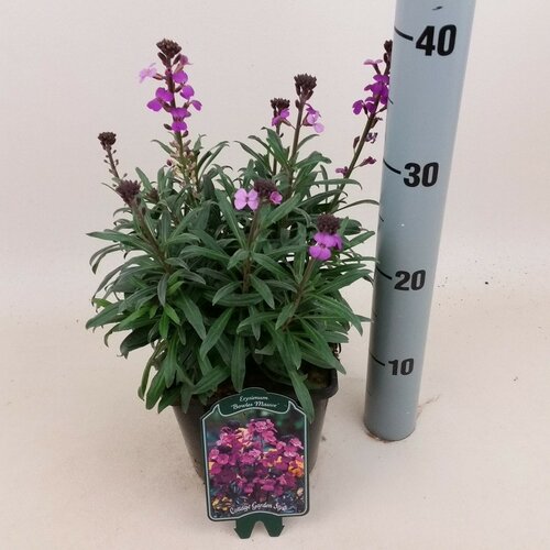 Erysimum Bowles Mauve - afbeelding 1
