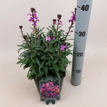 Erysimum Bowles Mauve - afbeelding 1
