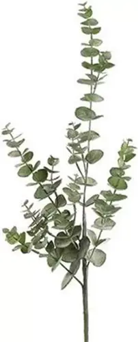 Eucalyptus S groen