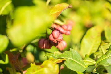 Euonymus Europaeus 60 - 100cm - afbeelding 1