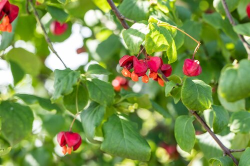 Euonymus Europaeus 60 - 100cm - afbeelding 2