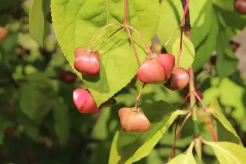 Euonymus planipes Kardinaalsmuts - afbeelding 1