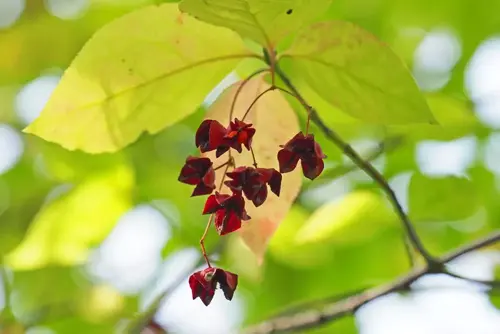 Euonymus planipes Kardinaalsmuts - afbeelding 2