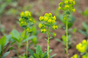 Euphorbia amy. 'Robbiae' - afbeelding 2