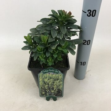 Euphorbia amy. 'Robbiae' - afbeelding 1
