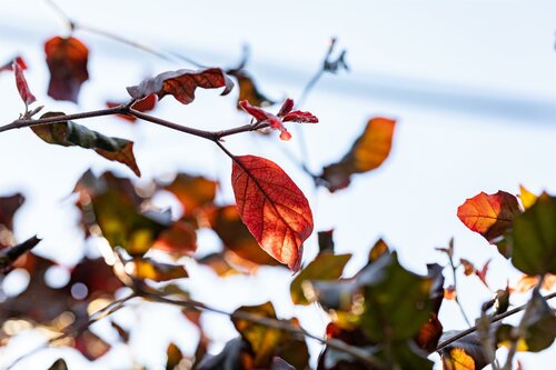 Fagus sylv. Atropunicea 125 - 150cm - afbeelding 2