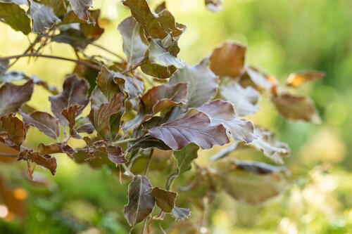 Fagus sylv. Atropunicea 80 - 100cm - afbeelding 3