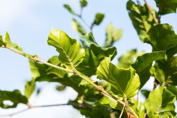 Fagus sylvatica 100 - 125cm - afbeelding 1