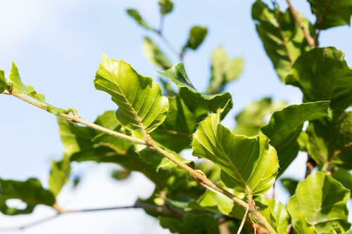 Fagus sylvatica  125 - 150cm - afbeelding 1
