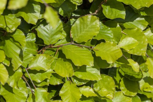 Fagus sylvatica 150 - 175cm - afbeelding 2
