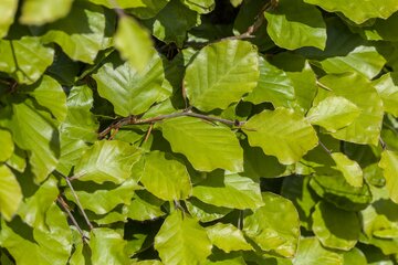 Fagus sylvatica 150 - 175cm - afbeelding 2