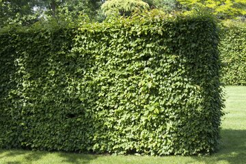 Fagus sylvatica  60 - 80cm - afbeelding 4