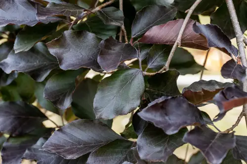 Fagus sylvatica 'Atropunicea' 60-80 cm. - afbeelding 2