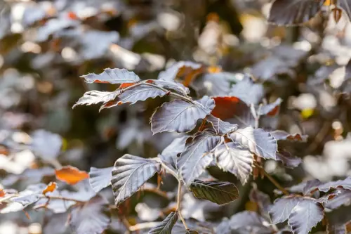 Fagus sylvatica 'Atropunicea' 80-100 cm. - afbeelding 3