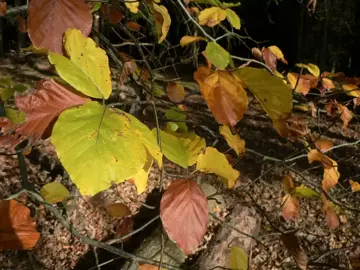 Fagus sylvatica Beuk - afbeelding 1