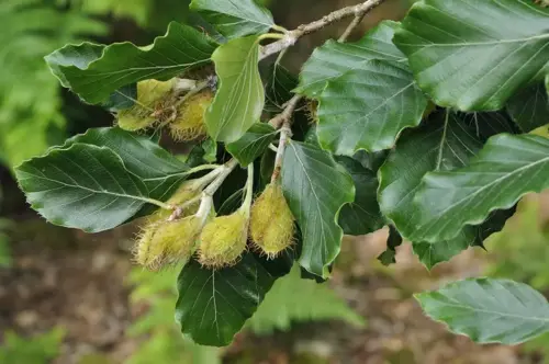 Fagus sylvatica Beuk - afbeelding 4