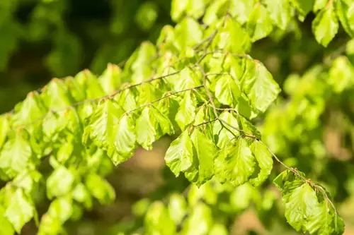 Fagus sylvatica Beuk - afbeelding 2