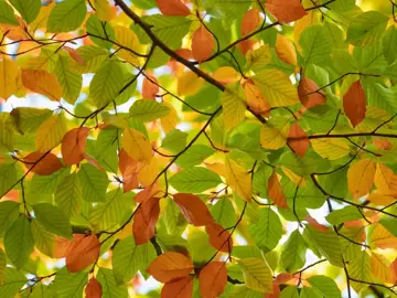 Fagus sylvatica Beuk - afbeelding 3