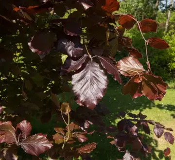 Fagus sylvatica 'Dawyck Purple' Zuilbeuk - afbeelding 1