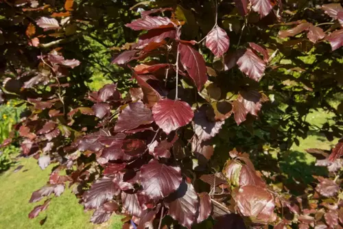 Fagus sylvatica 'Dawyck Purple' Zuilbeuk - afbeelding 2