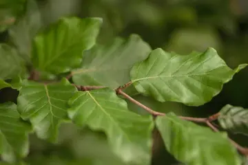 Fagus sylvatica Leivorm 8-10 - afbeelding 2