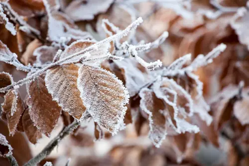 Fagus sylvatica Leivorm 8-10 - afbeelding 3