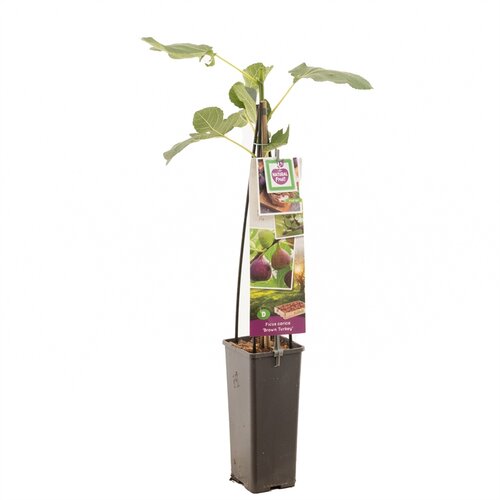 Ficus carica Brown Turkey - afbeelding 1