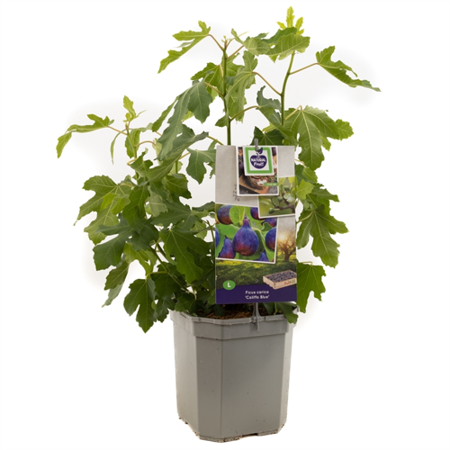 Ficus carica Califfo Blue