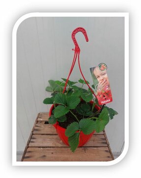 Fragaria Hangpot (Aardbei)