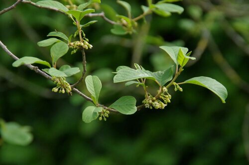 Frungula Alnus 100-120 Kluitgoed